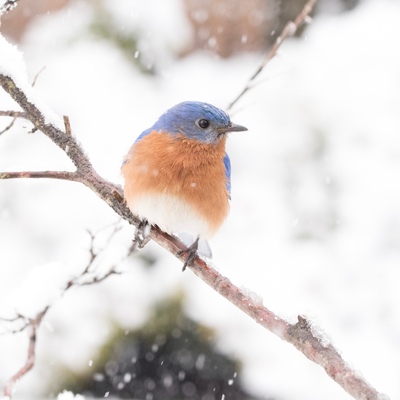 Why It’s Important to Keep Feeding Birds During Winter ❄️