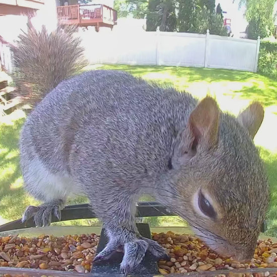 Squirrel on bird feeder - spicy bird seed