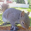 Squirrel on bird feeder - spicy bird seed
