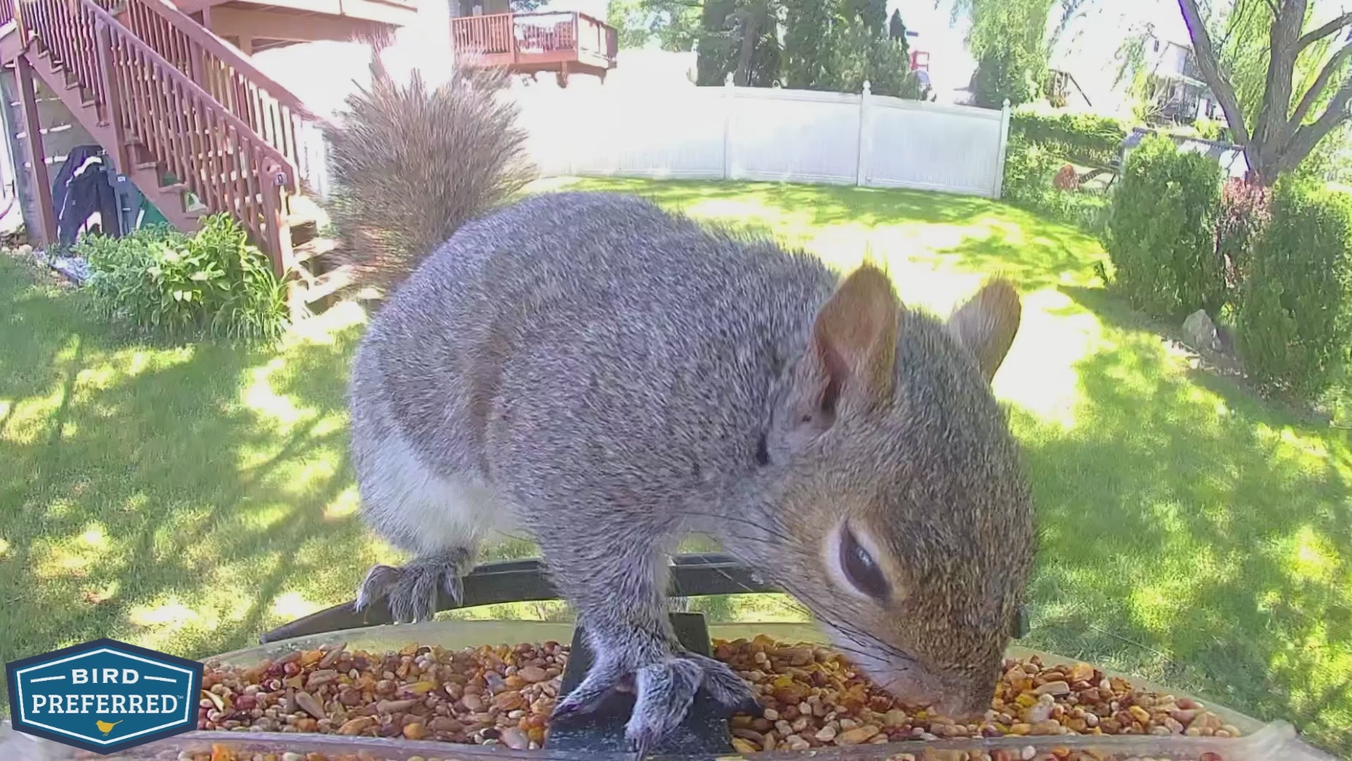 Squirrel on bird feeder - spicy bird seed